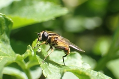 Helophilus pendulus