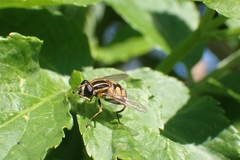 Helophilus pendulus
