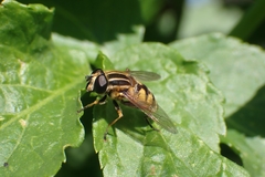 Helophilus pendulus