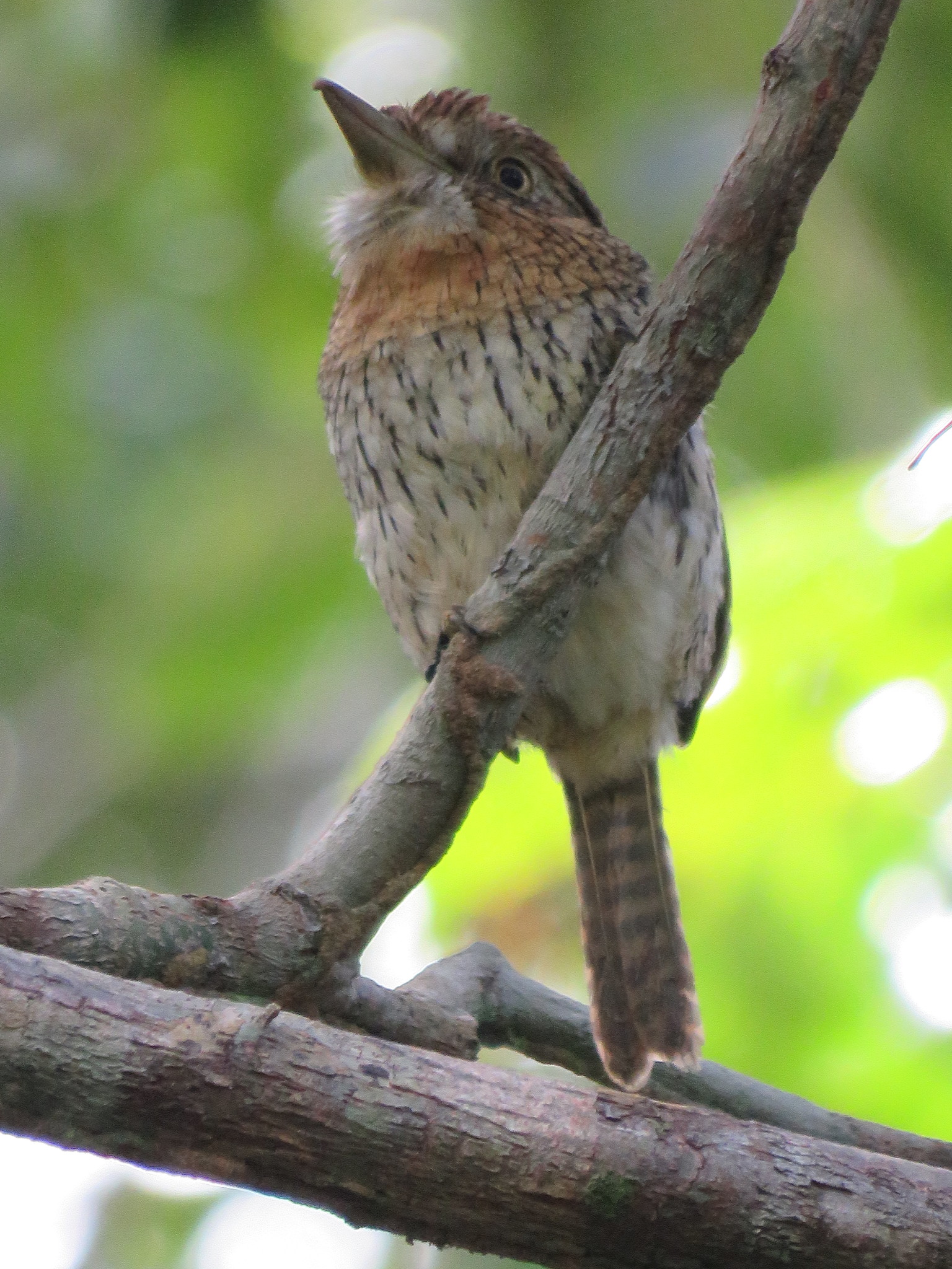 Western Striolated-Puffbird illustration