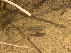 Cyprinodon macularius