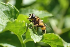 Helophilus pendulus