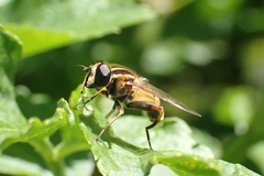 Helophilus pendulus