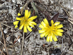 Acmaeodera bipunctata