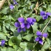 Dooryard Violet - Photo (c) mattp99, some rights reserved (CC BY-NC)