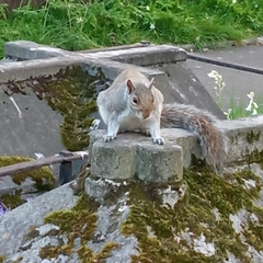 Sciurus carolinensis
