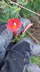Ipomoea indivisa