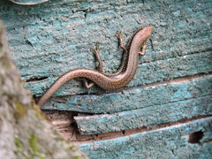 Ablepharus sikimmensis