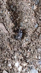 Hemiptera