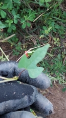 Ipomoea indivisa