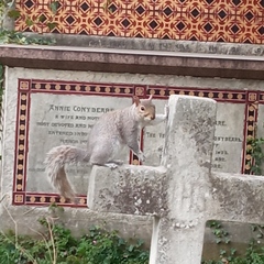 Sciurus carolinensis