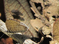 Leptotes cassius cassidula