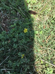 Oxalis