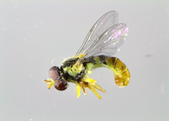 Sphaerophoria rueppellii