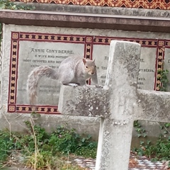 Sciurus carolinensis