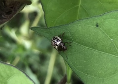 Zygogramma heterothecae