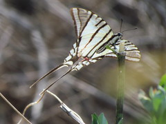 Protographium epidaus