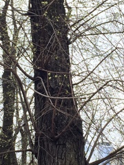 Ulmus