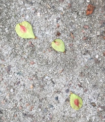 Ulmus