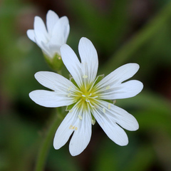 Cerastium velutinum