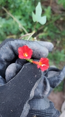 Ipomoea indivisa