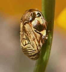 Clastoptera lineatocollis