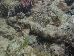 Paraploactis kagoshimensis