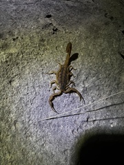 Centruroides vittatus