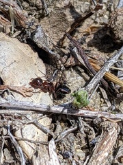 Camponotus hyatti