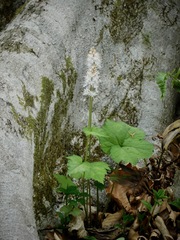 Tiarella austrina