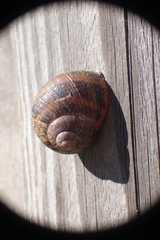 Cornu aspersum