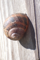 Cornu aspersum