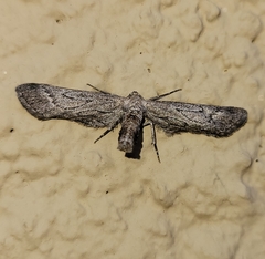 Glaucina interruptaria