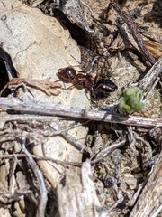Camponotus hyatti