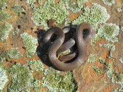Diadophis punctatus stictogenys