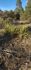 Yucca schidigera
