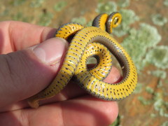 Diadophis punctatus stictogenys