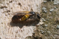 Andrena ventralis