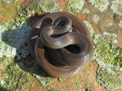 Diadophis punctatus stictogenys