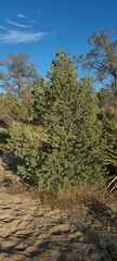Pinus quadrifolia