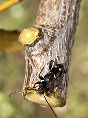 Phymatodes obliquus