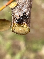 Phymatodes obliquus