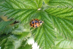Harmonia axyridis