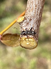 Phymatodes obliquus