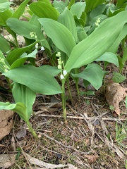 Convallaria pseudomajalis