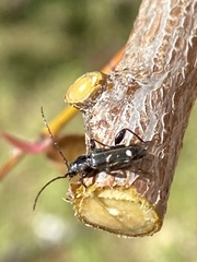 Phymatodes obliquus