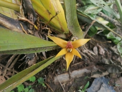 Maxillariinae