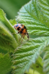 Harmonia axyridis