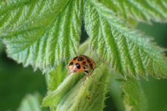 Harmonia axyridis
