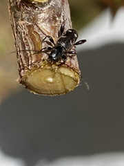 Phymatodes obliquus